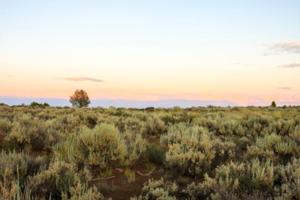 California High Desert - Zone 4 Lassen Pronghorn